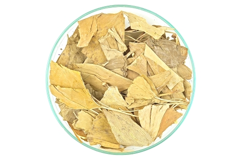 Miłorząb Dwuklapowy Ginkgo Biloba